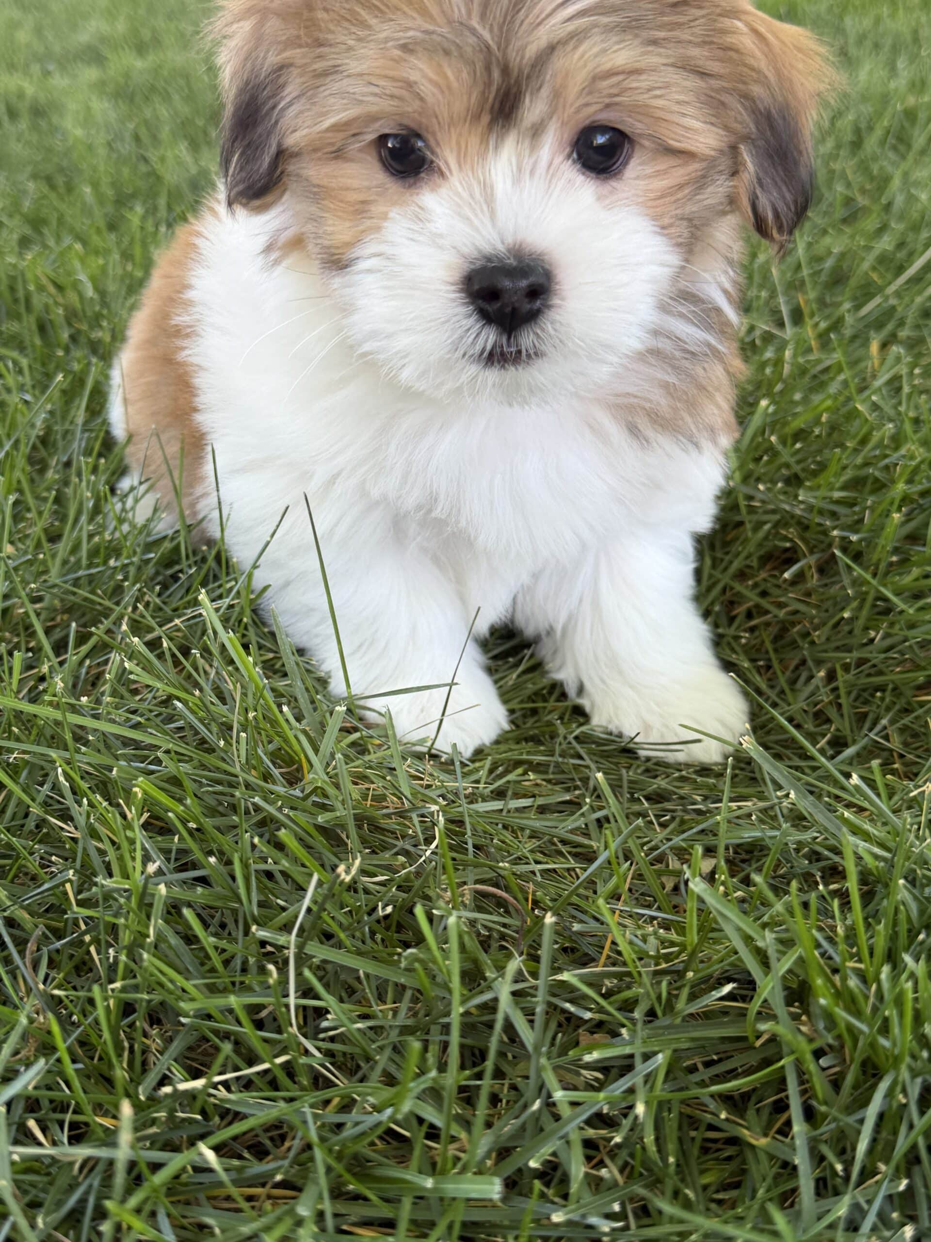 Brown-and-white puppy on grass looking toward the camera