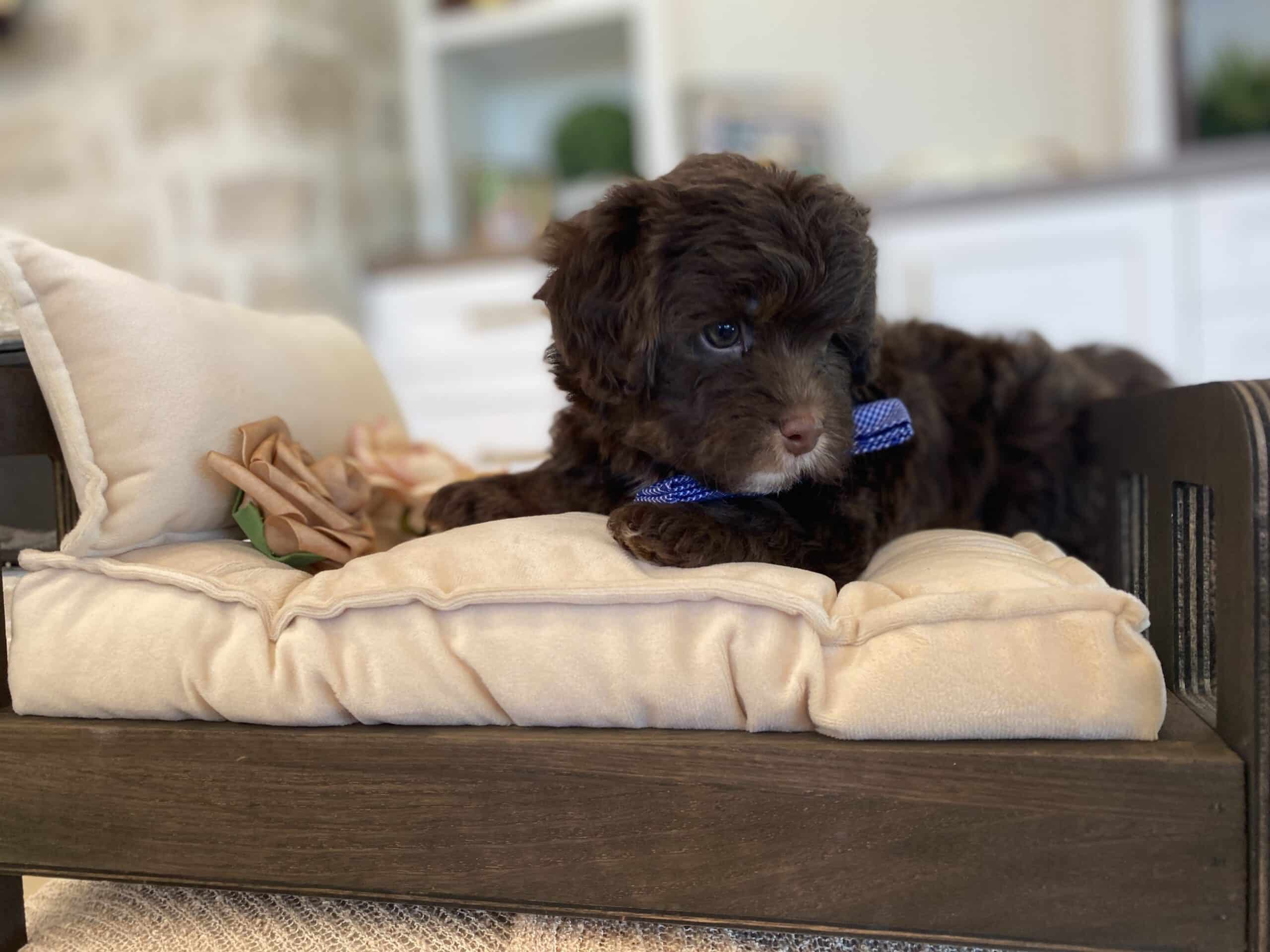 Dark brown puppy with a white chin and blue checked bow resting on a cream-cushioned wooden chair