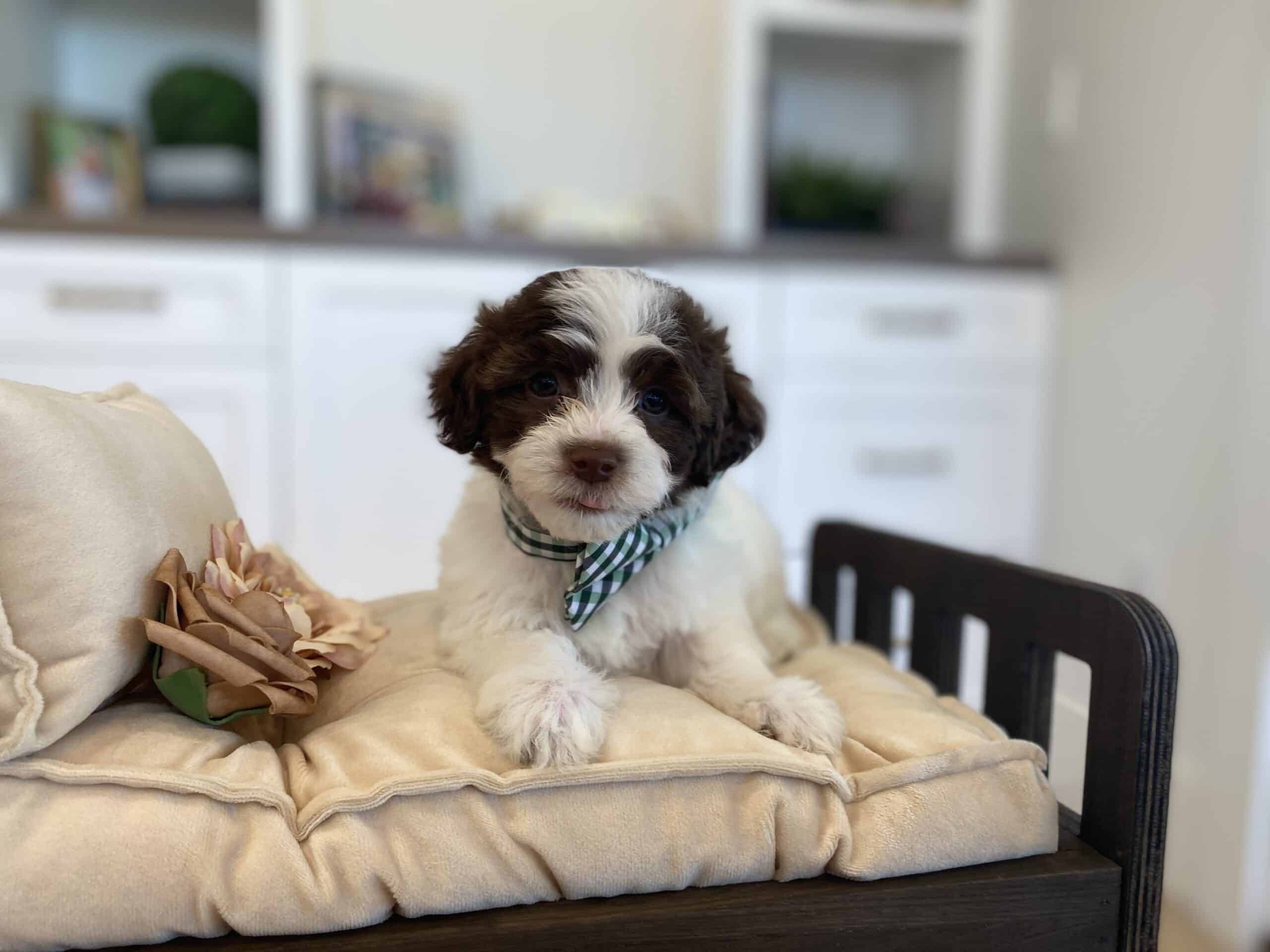 Brown and white puppy with a green checked bow sitting on a cream chair cushion beside a decorative rose