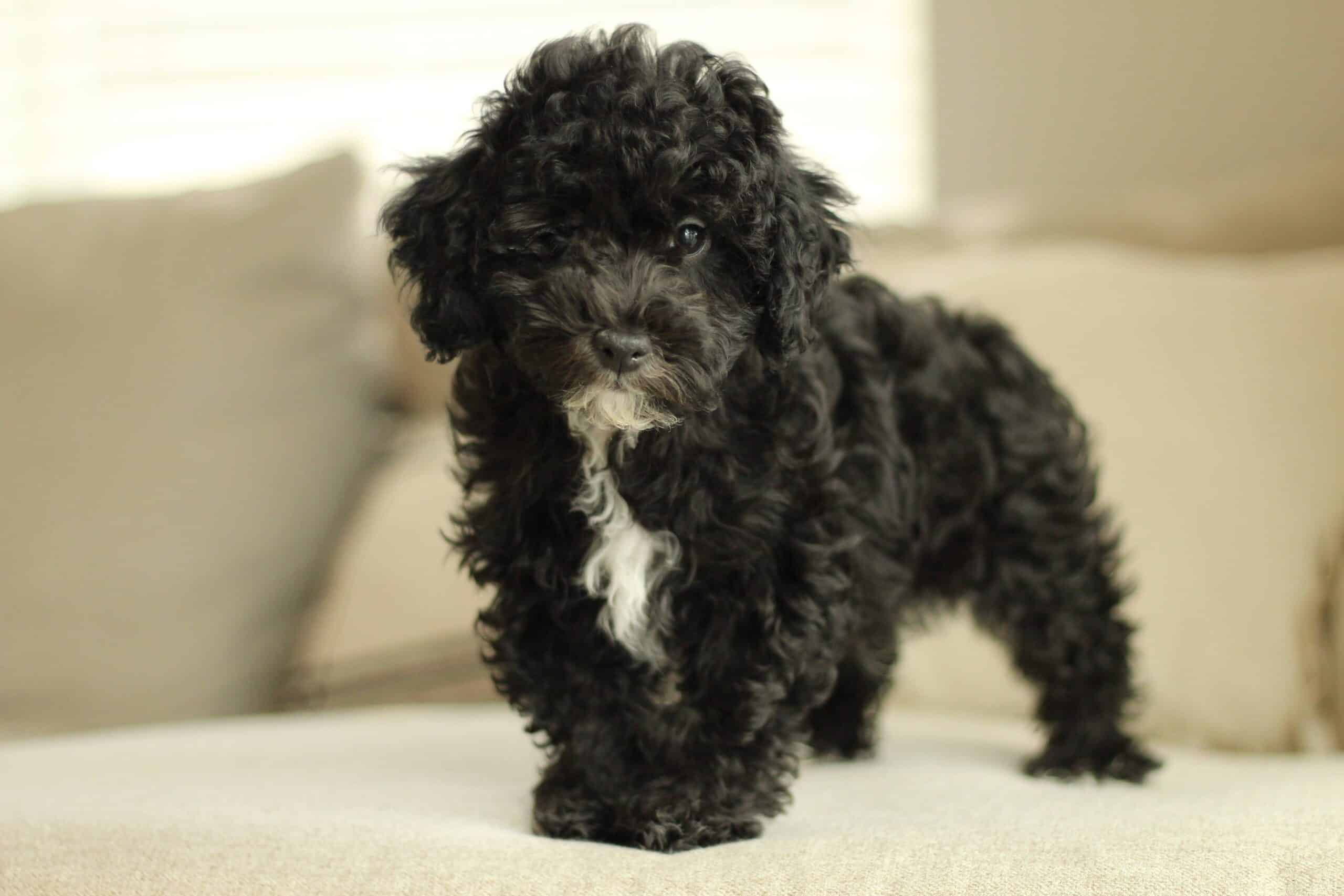 Black curly-coated puppy with white chin and chest markings on a cream cushion