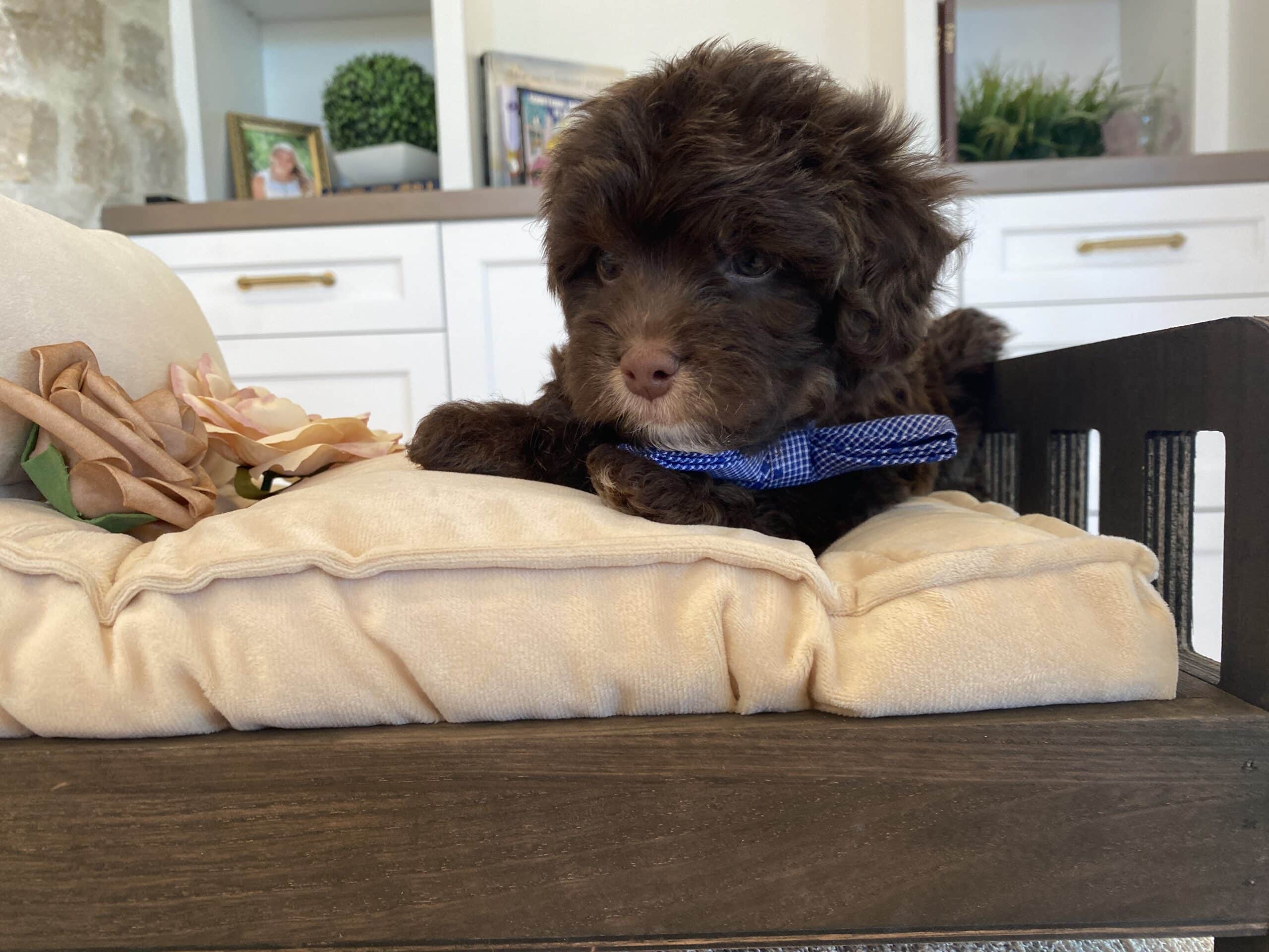 Dark brown puppy with a blue checked bow resting on a cream-cushioned wooden chair