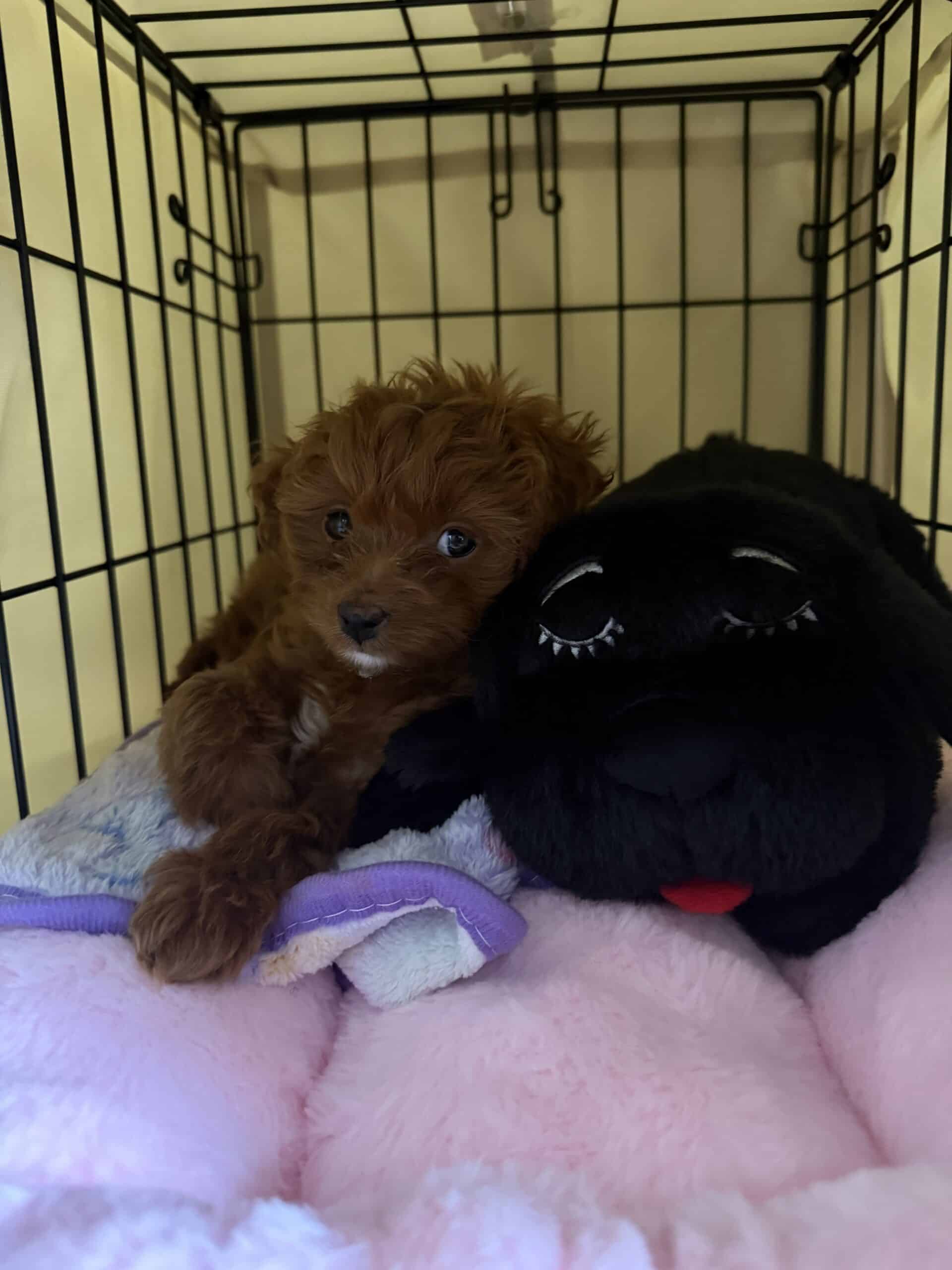 Apricot puppy resting in a wire crate beside a black plush toy on pink and purple bedding