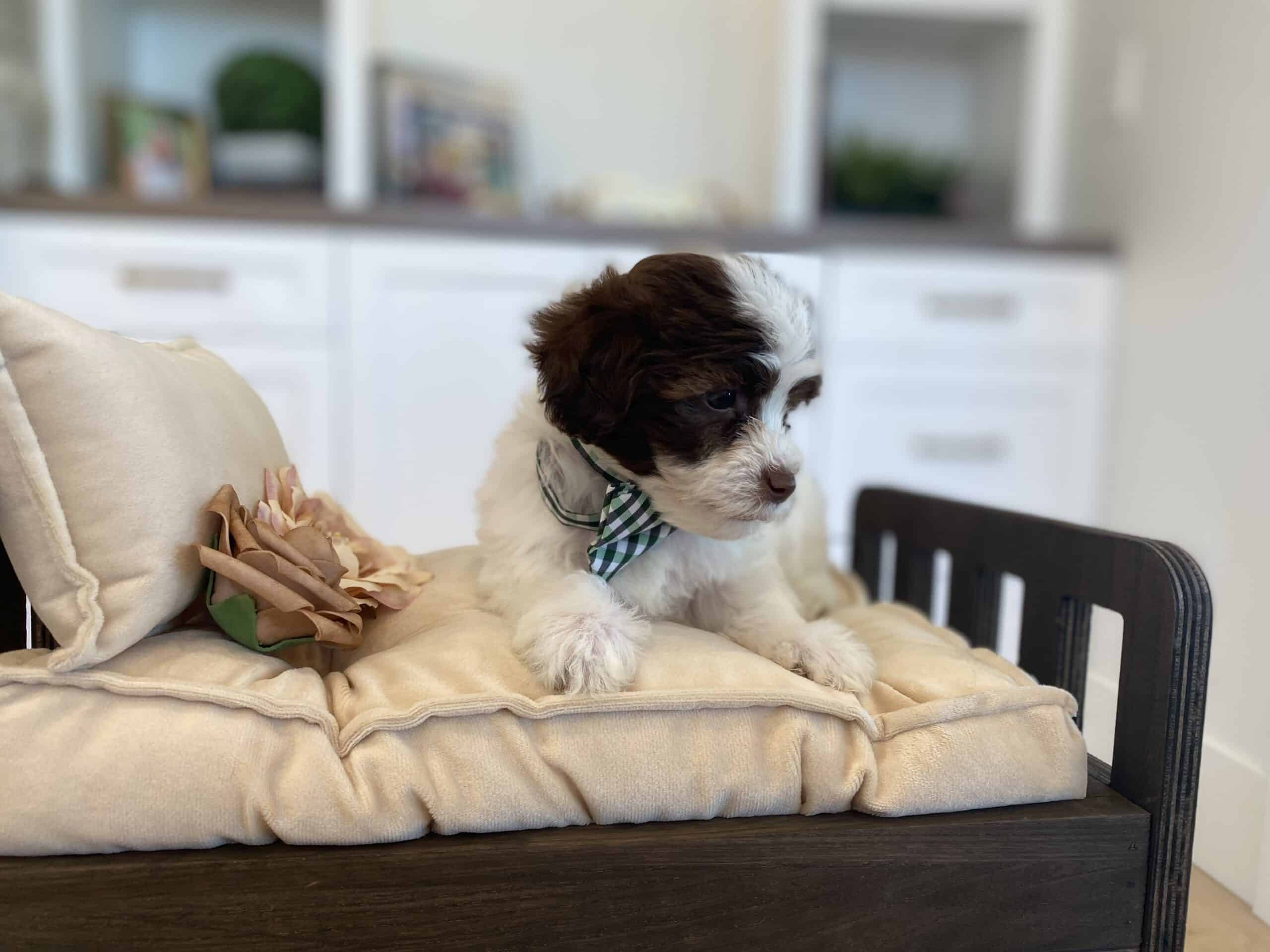 Brown and white puppy with a green checked bow sitting on a cream chair cushion beside a decorative rose