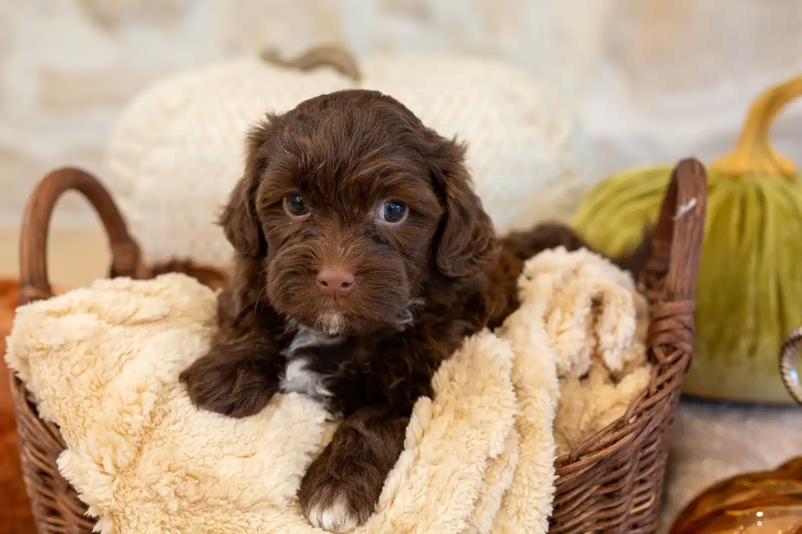 Mocha, a chocolate Havapoo puppy with white chest and paw markings, lying on a cream blanket in a wicker basket.