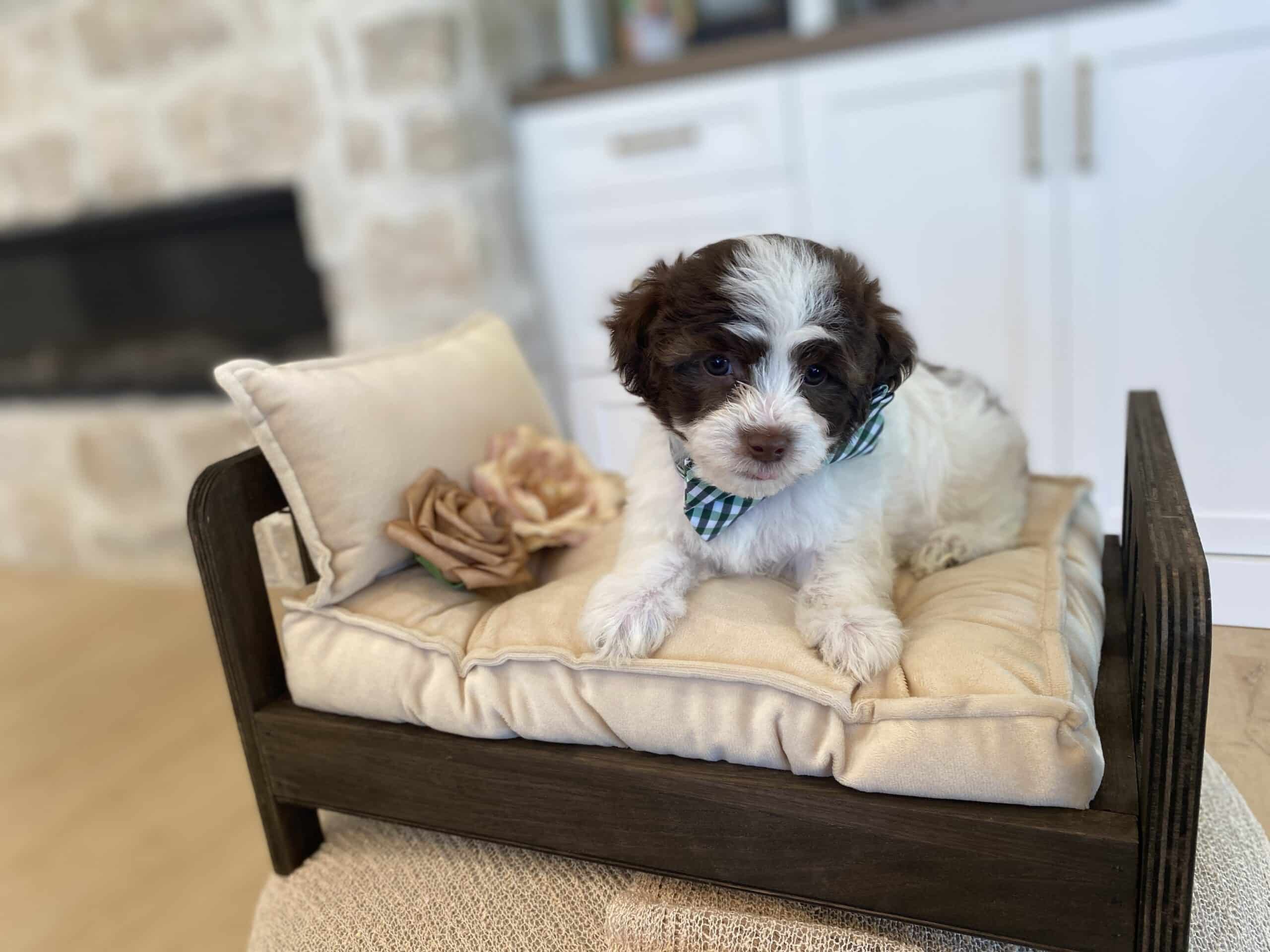 Brown and white puppy wearing a green checked bow resting on a cream-cushioned wooden chair