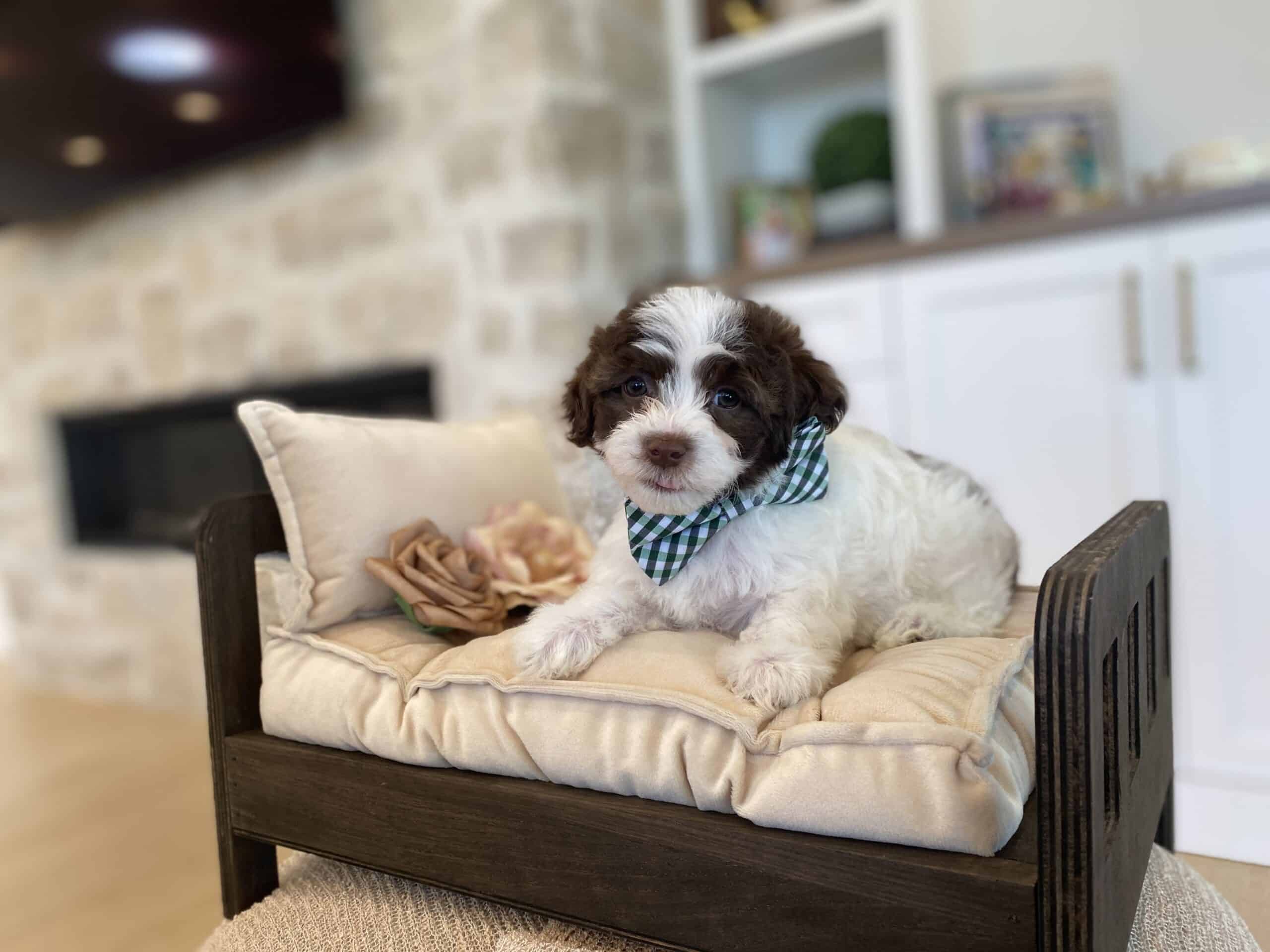 Brown and white puppy wearing a green checked bow resting on a cream-cushioned wooden chair
