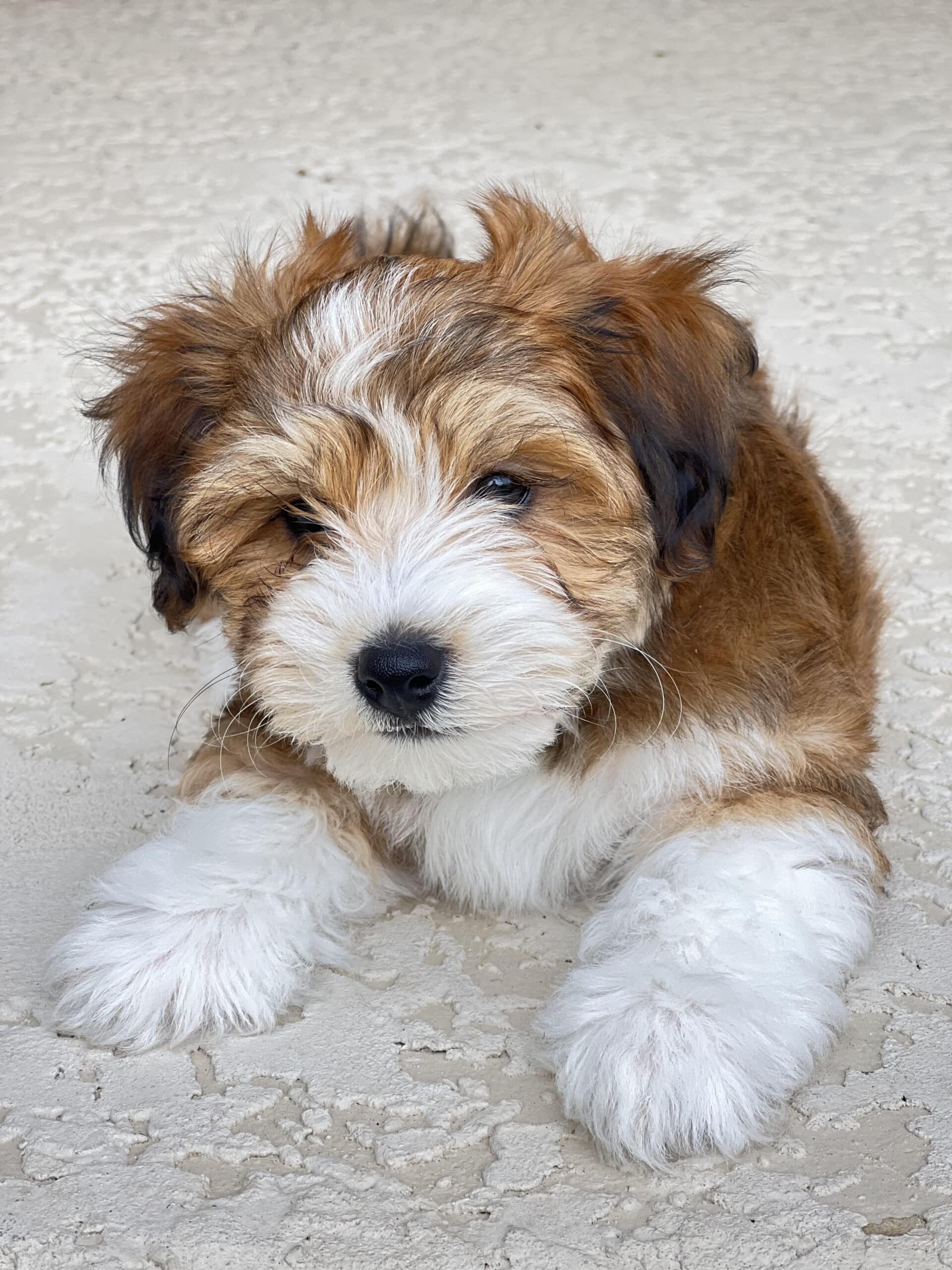 Brown-and-white puppy lying on a cream textured rug