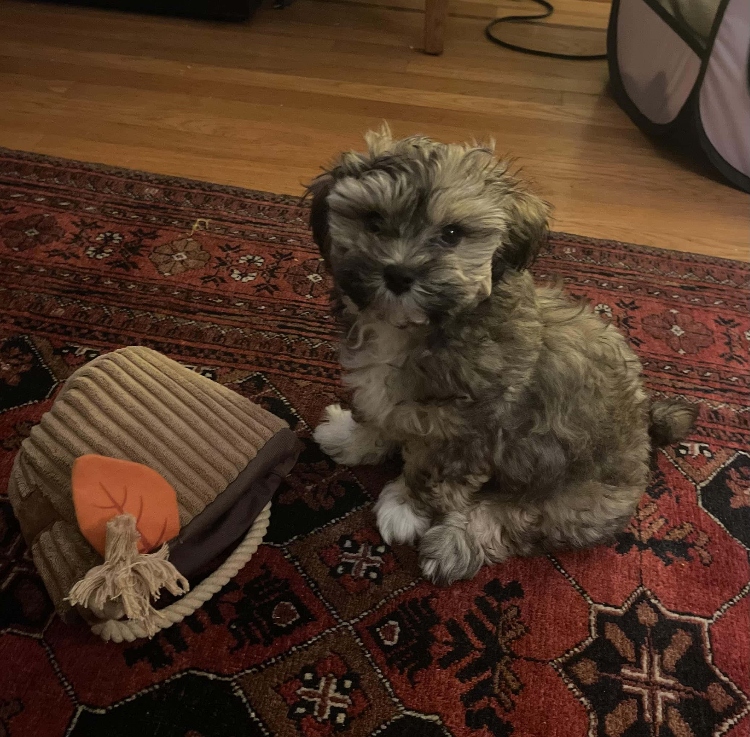 Brown-and-white puppy sitting beside toys on a patterned rug