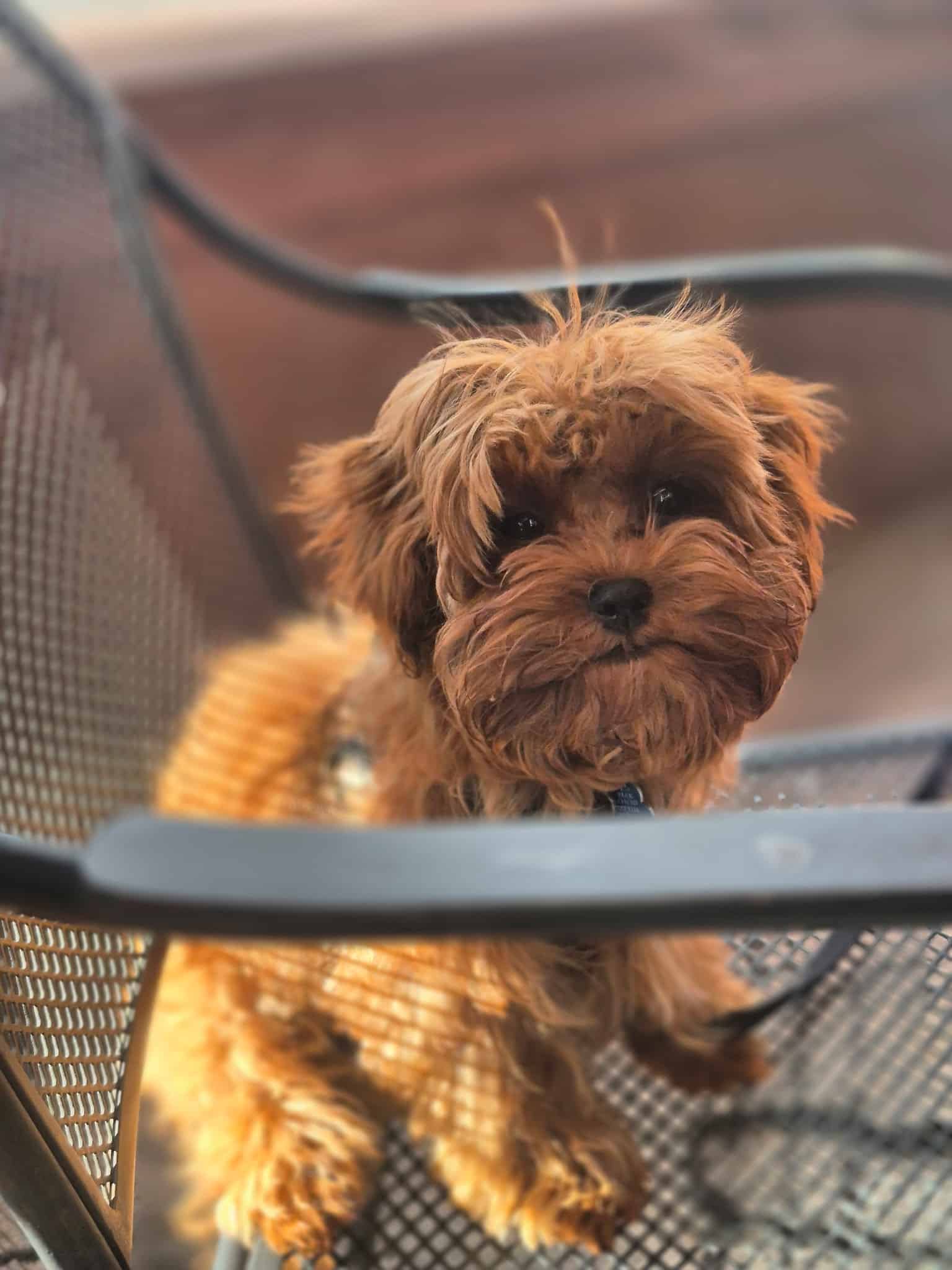 Apricot puppy standing inside a black mesh playpen