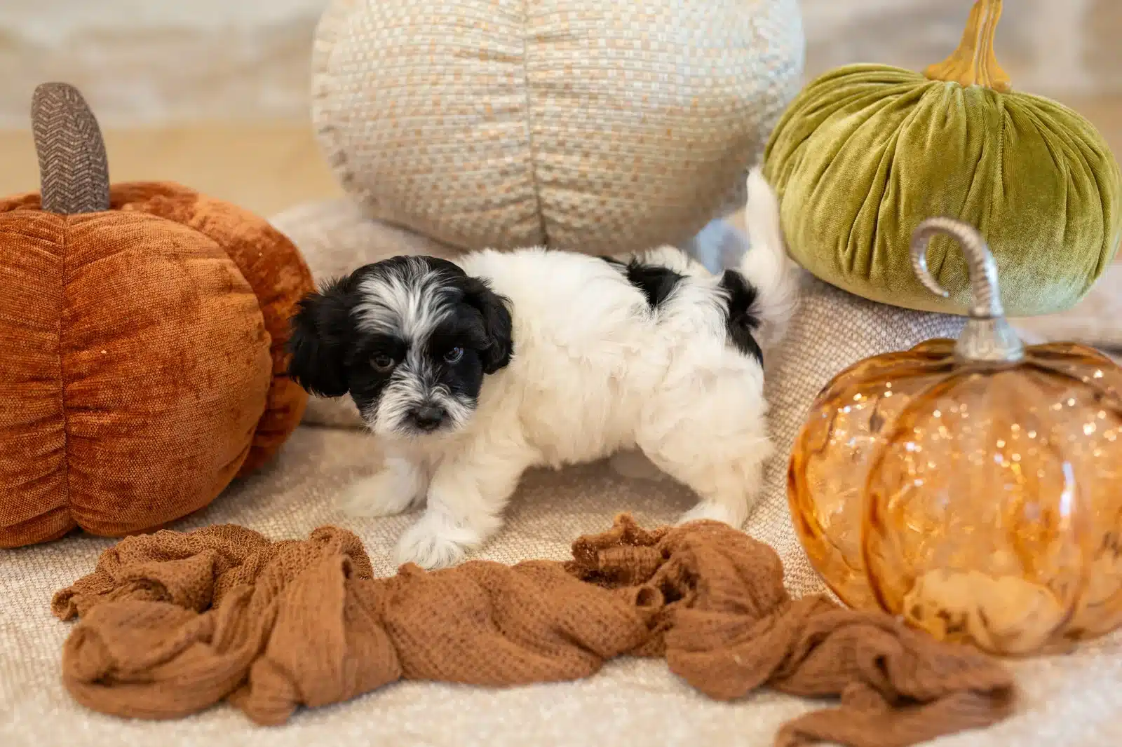 Ralphy, a black-and-white Havapoo puppy, standing on a sofa between decorative pumpkins.