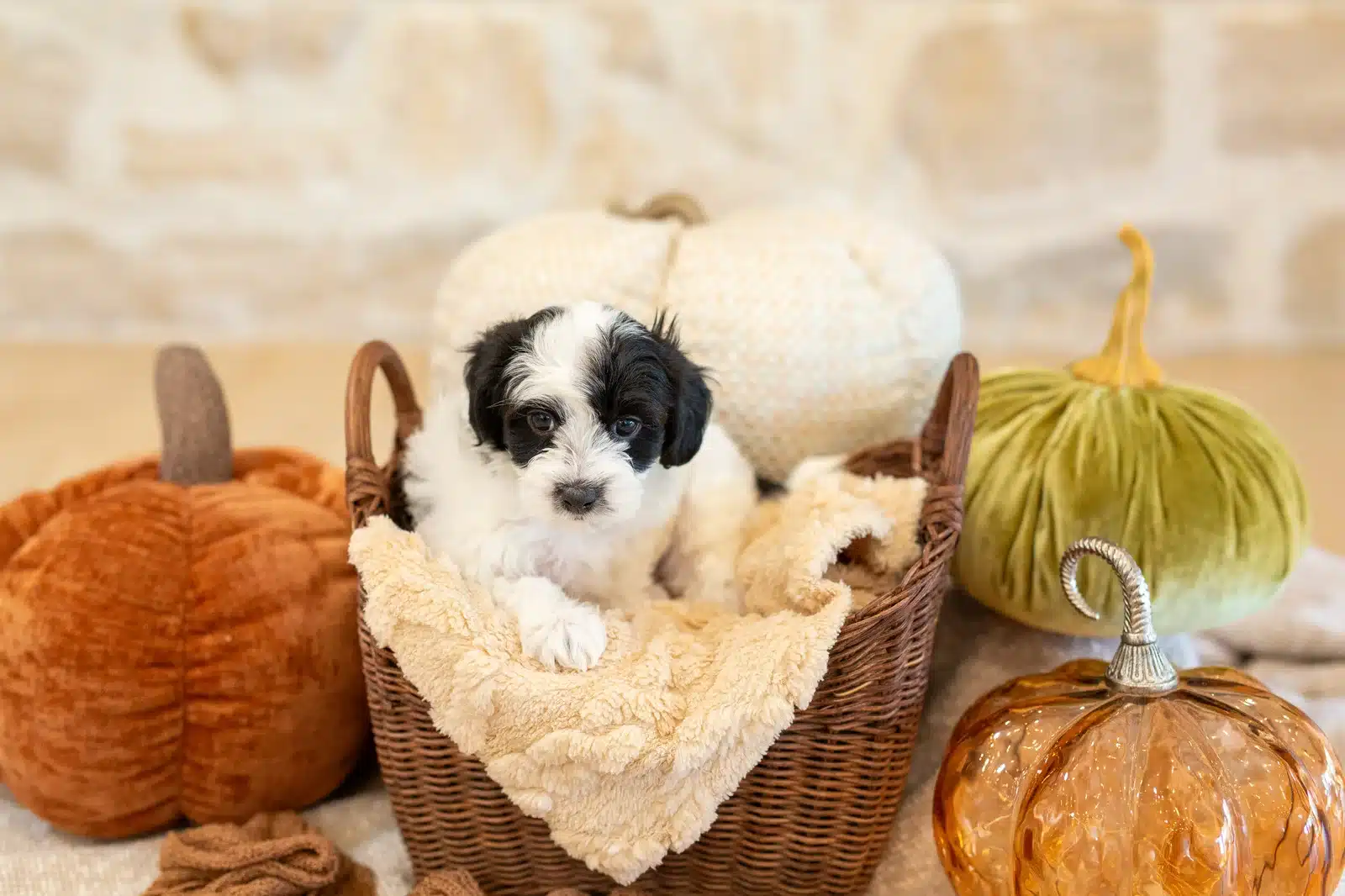 Rocky, a black-and-white Havapoo puppy, resting both front paws over a cream blanket in a wicker basket.