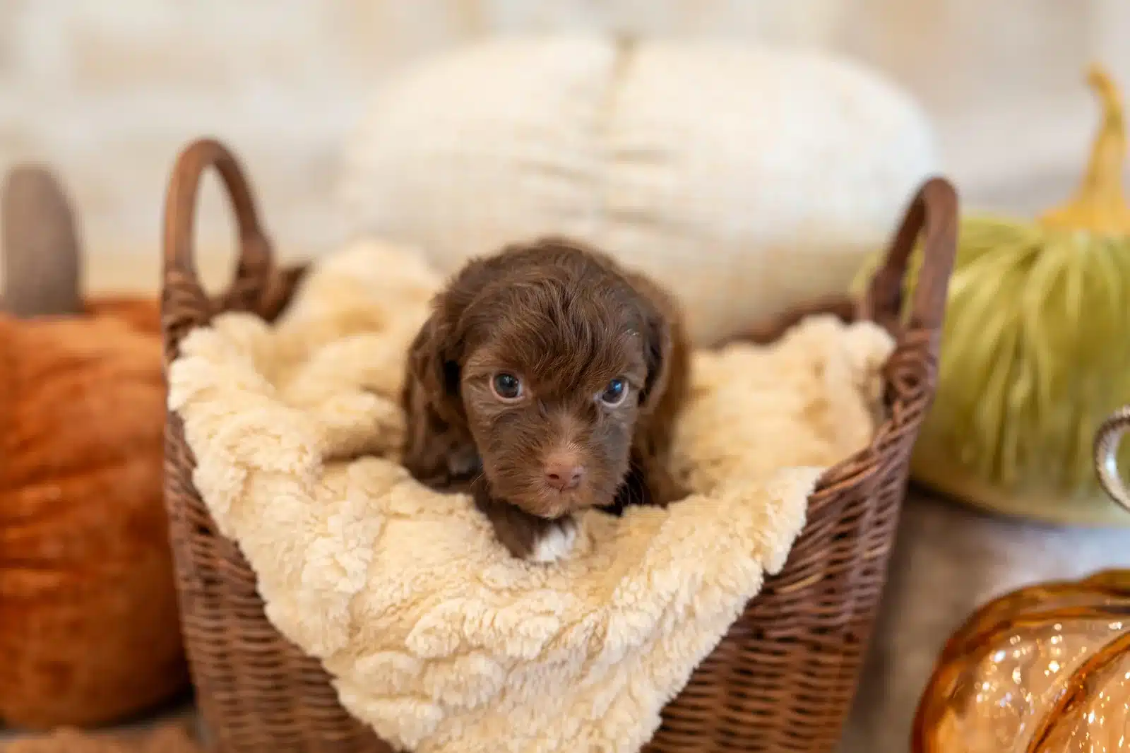Rolo, a chocolate Havapoo puppy, resting in a cream-lined wicker basket between decorative pumpkins.
