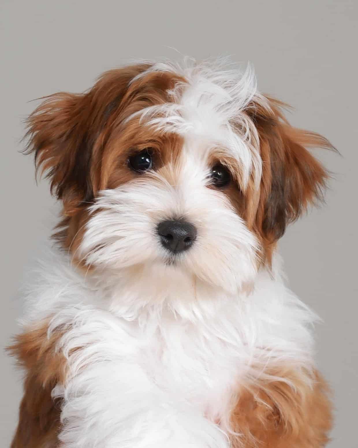 Brown-and-white puppy facing forward against a gray background