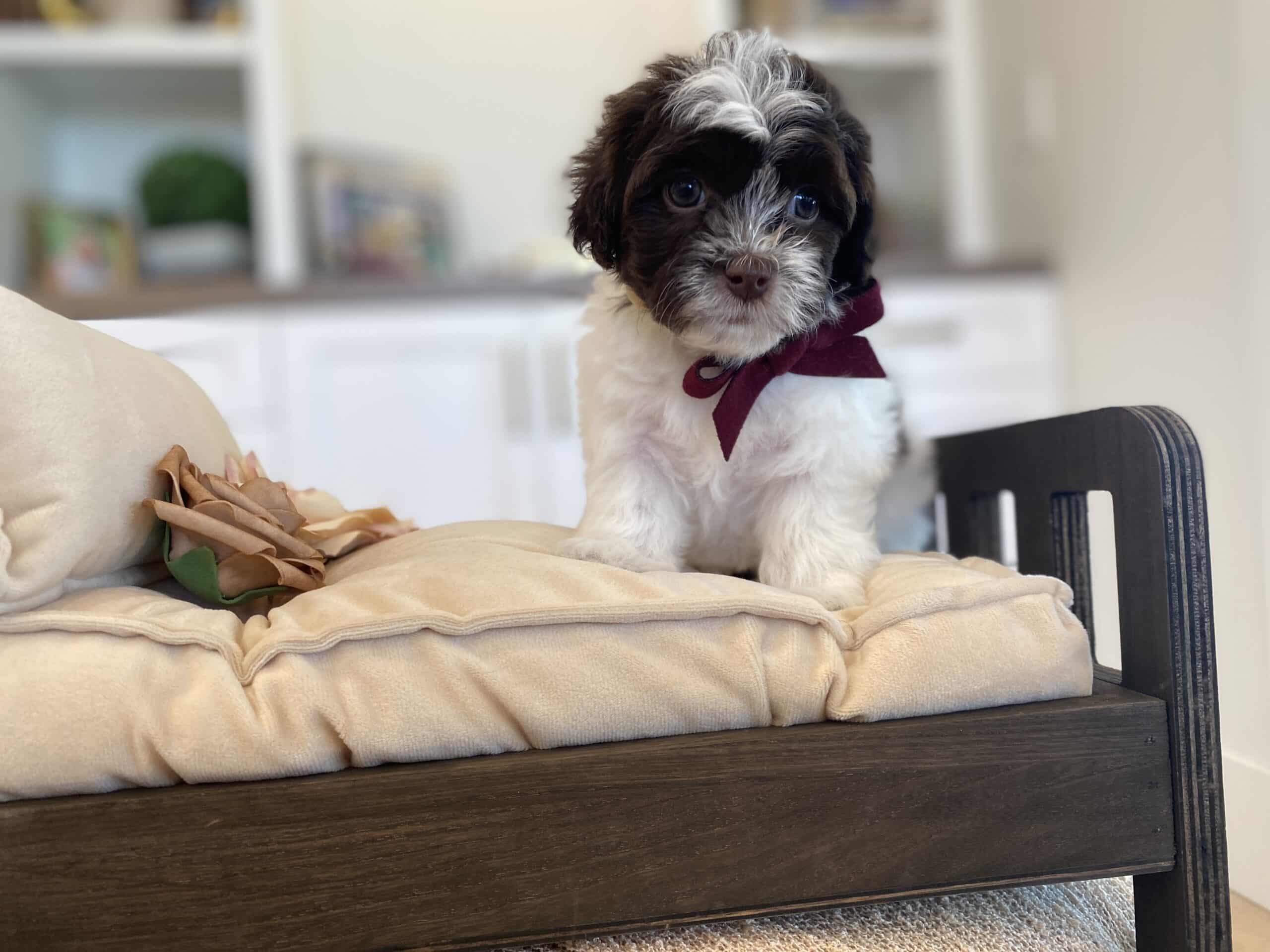 White puppy with dark facial markings and a burgundy bow sitting on a cream-cushioned wooden chair