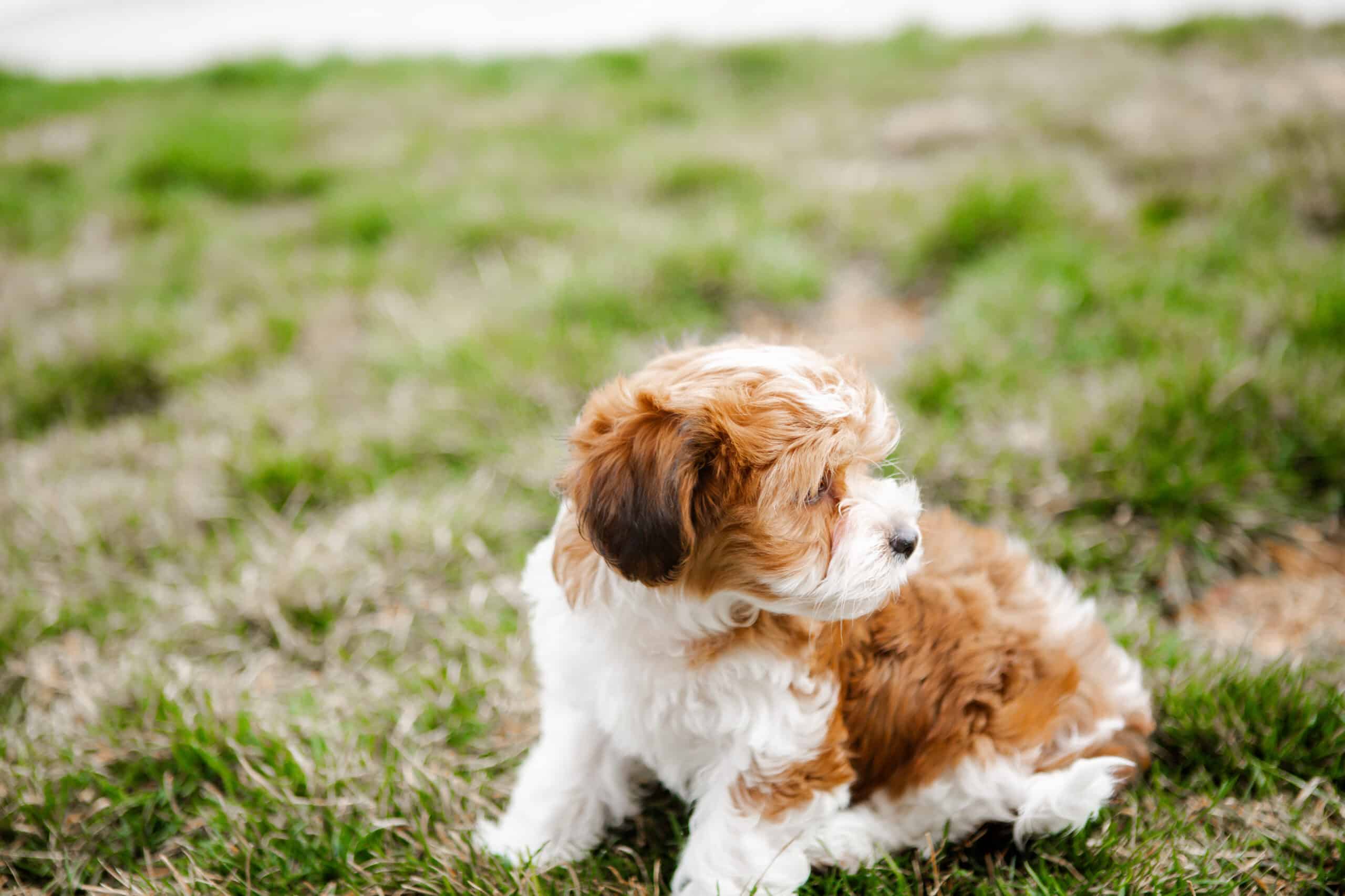 Brown and white puppy sitting on grass and looking to the right