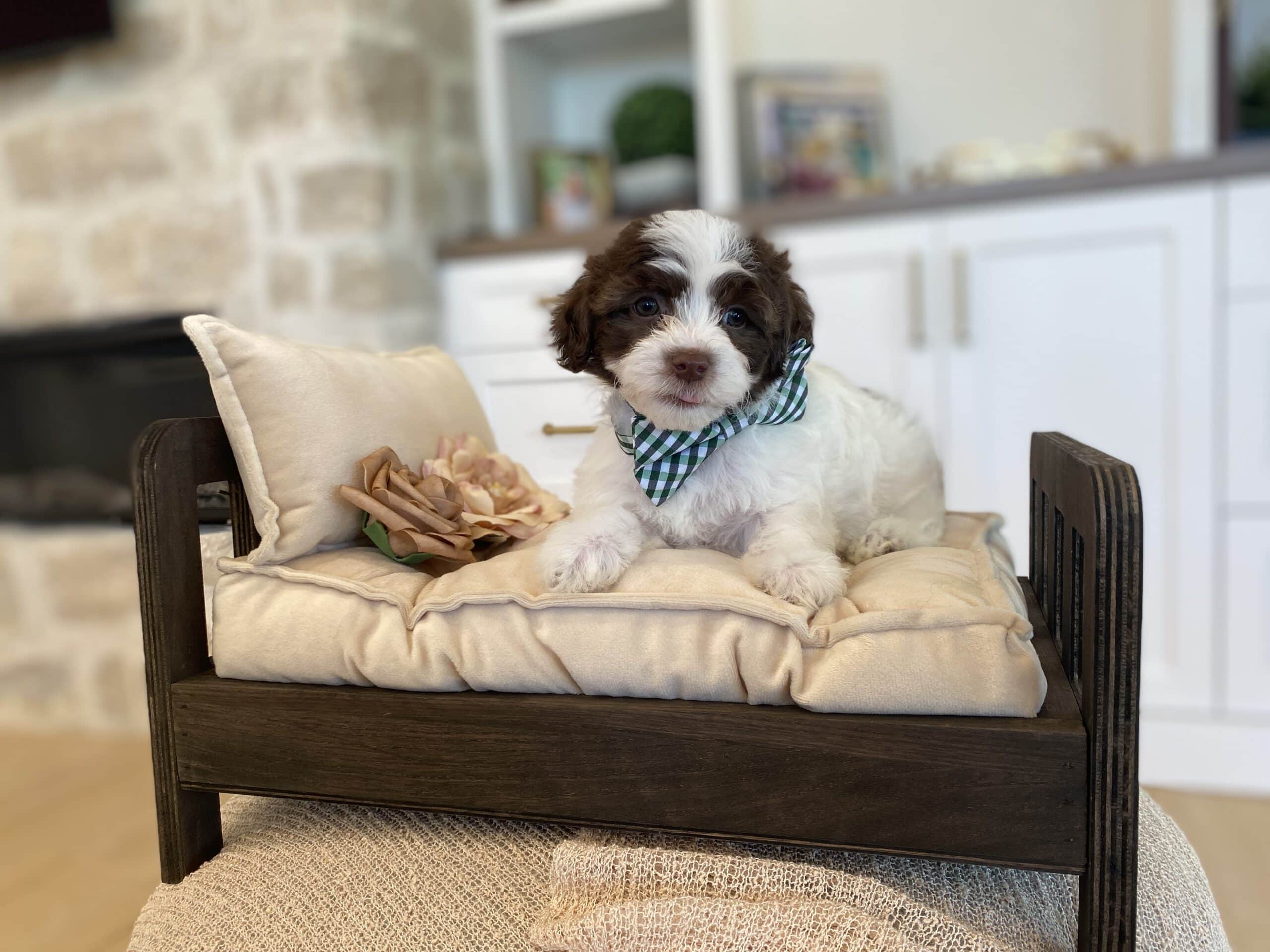 Brown and white puppy wearing a green and blue checked bow, lying on a cream-cushioned wooden chair