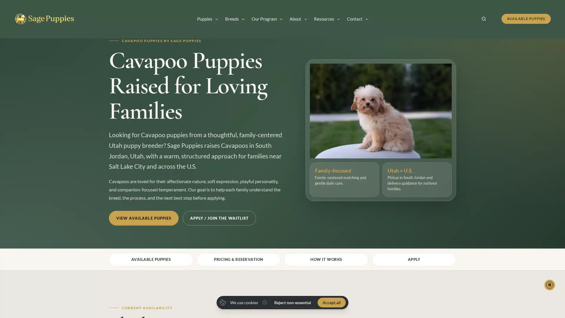 Cavapoo