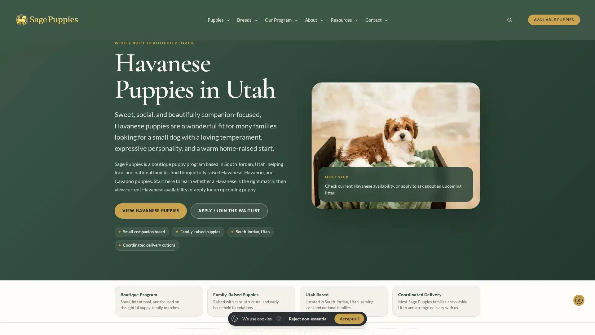Havanese