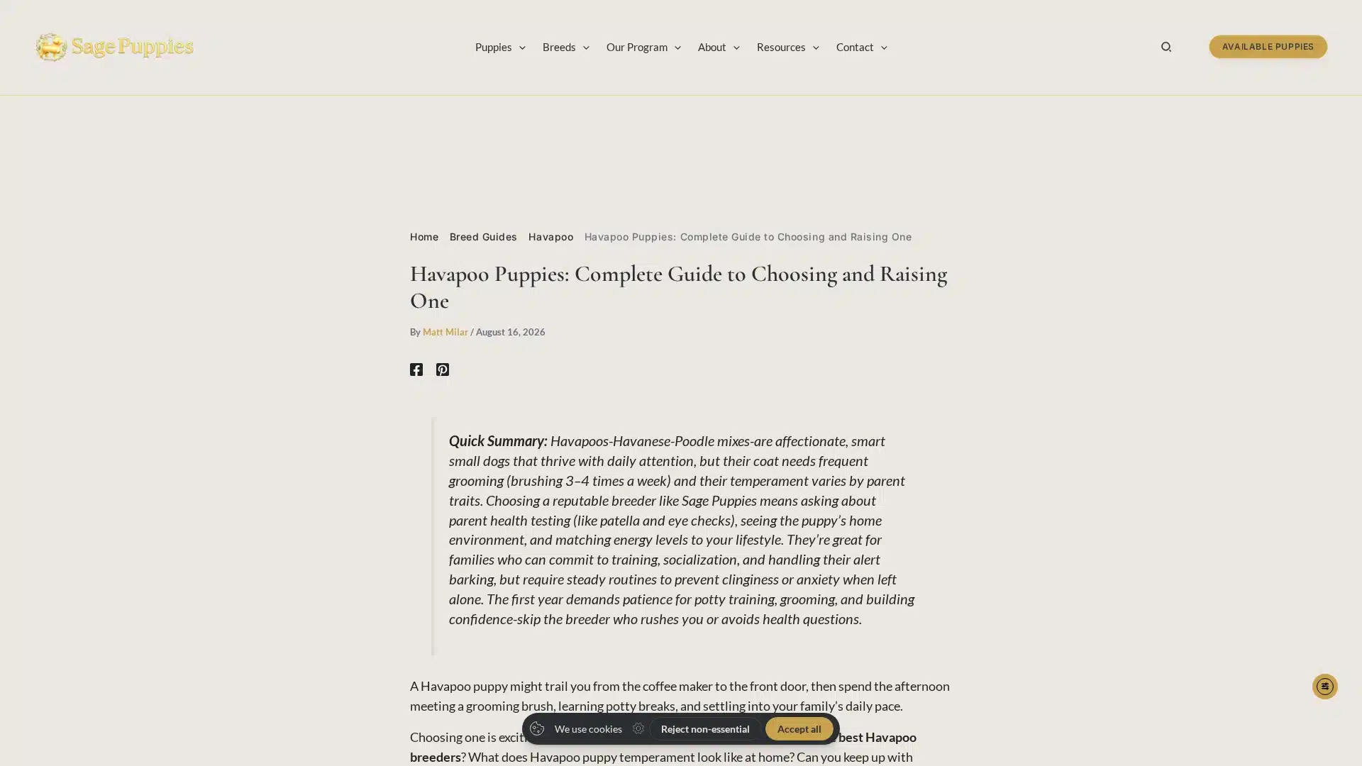 Havapoo puppy