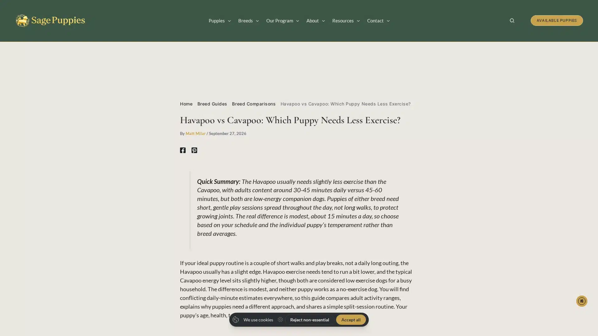 Havapoo puppy