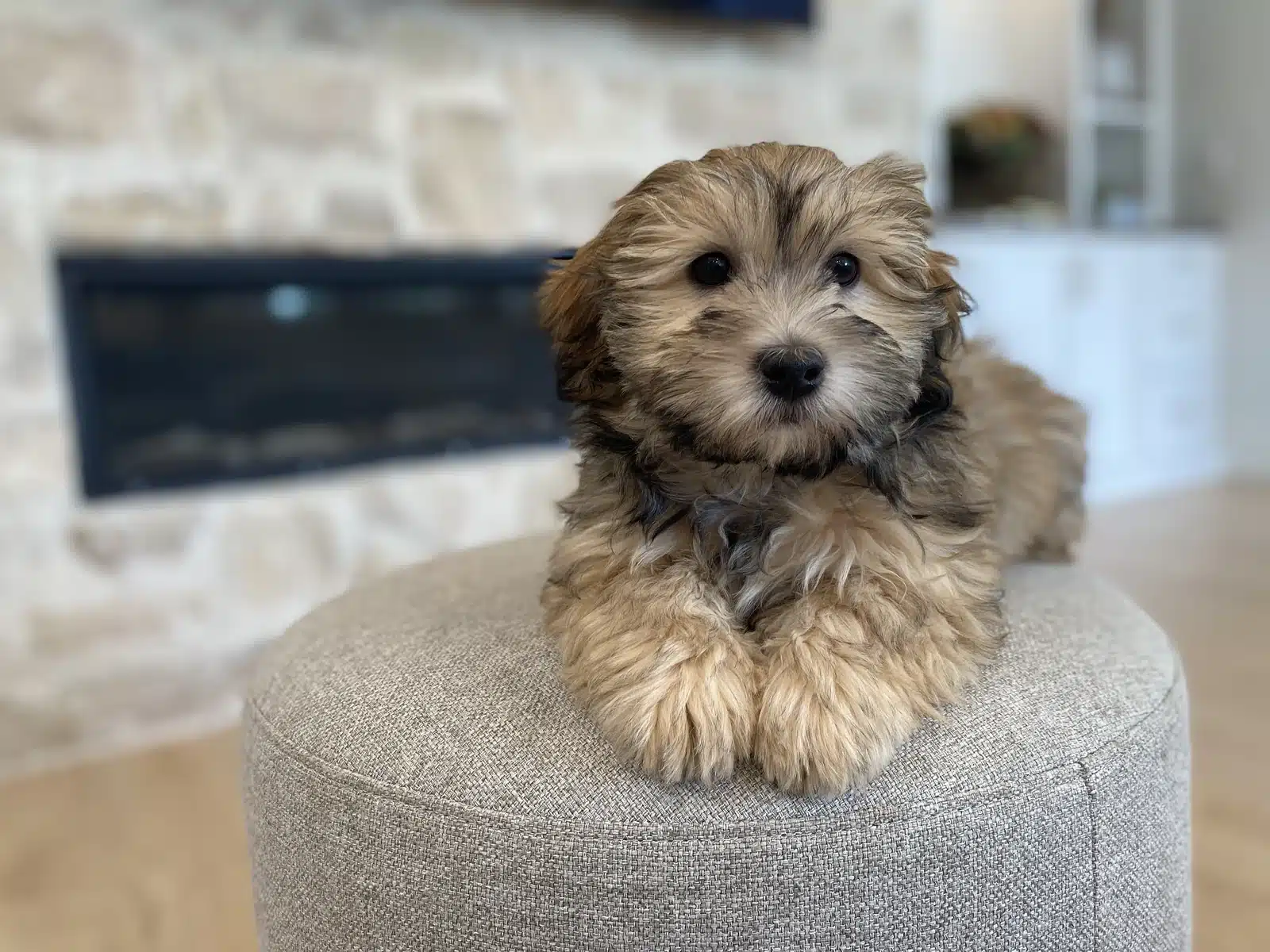 Tan puppy resting on a beige cushion indoors.