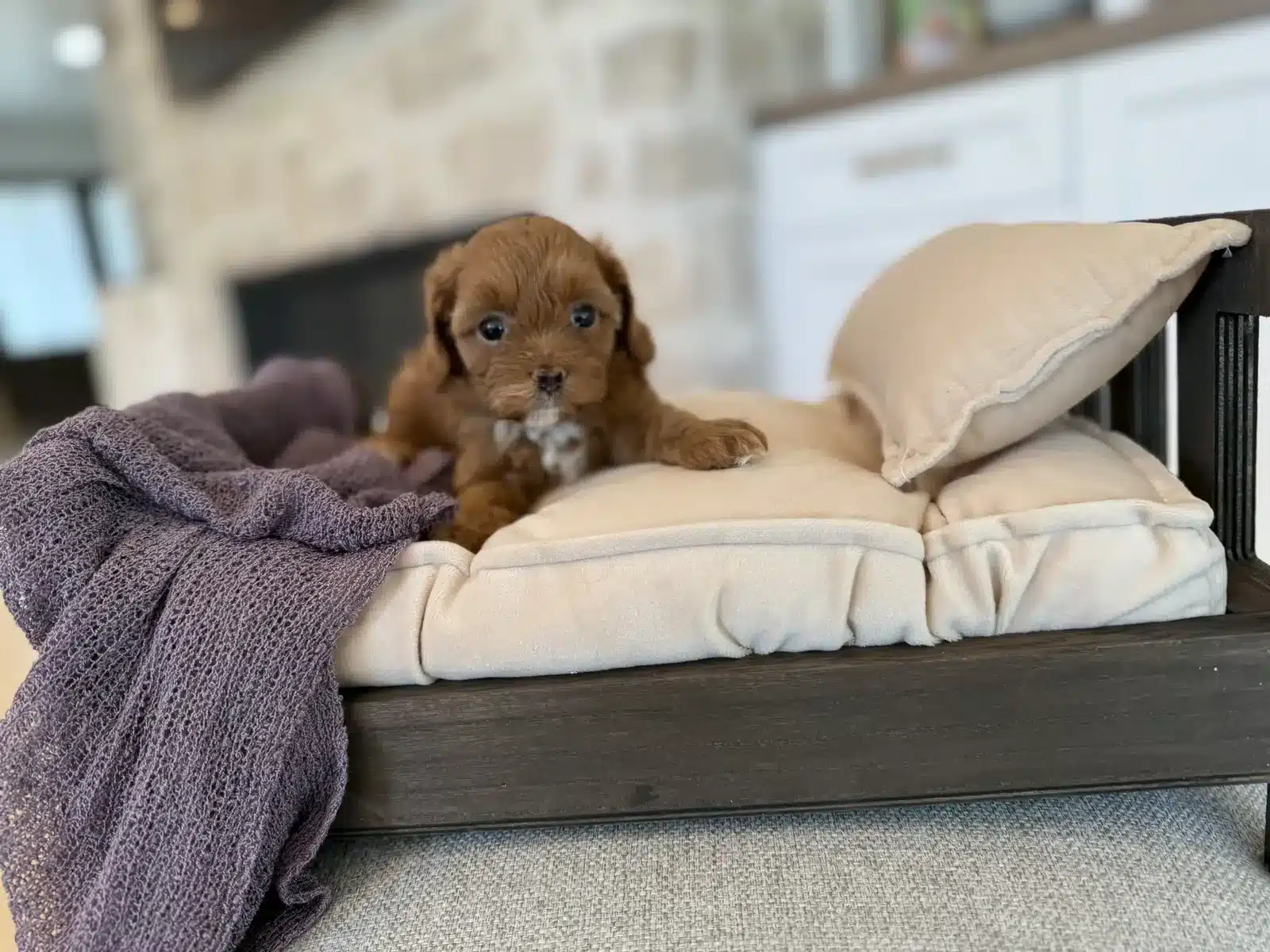 Small puppy sitting on a cushion indoors.