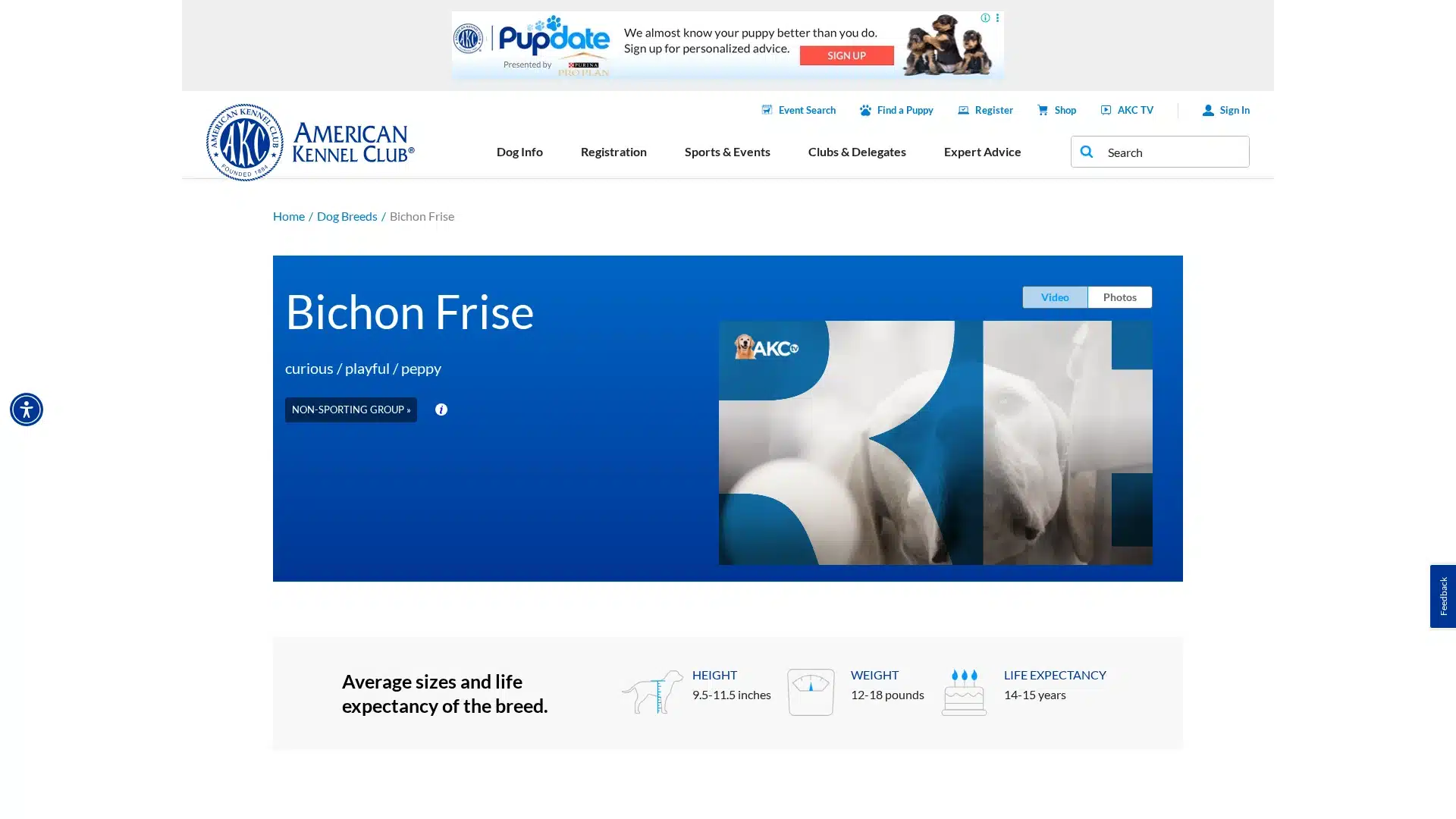 Bichon Frise