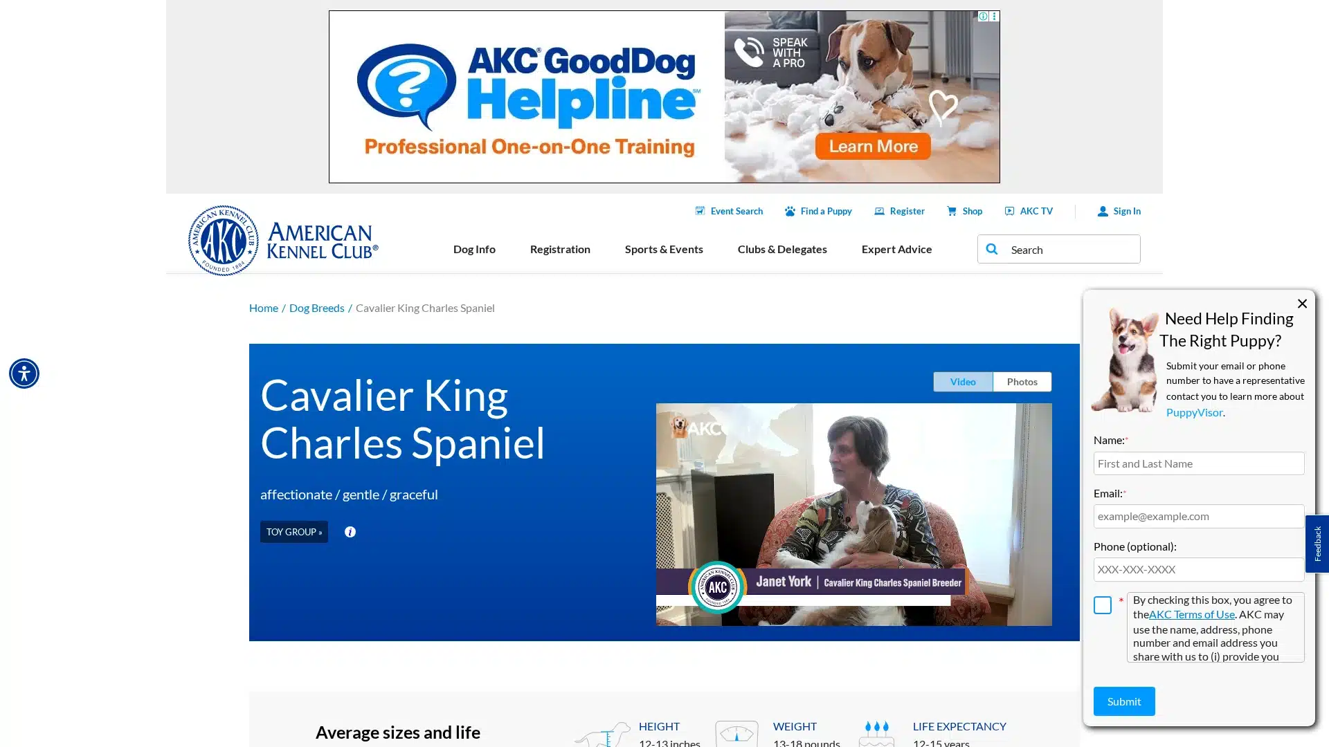 Cavalier King Charles Spaniel