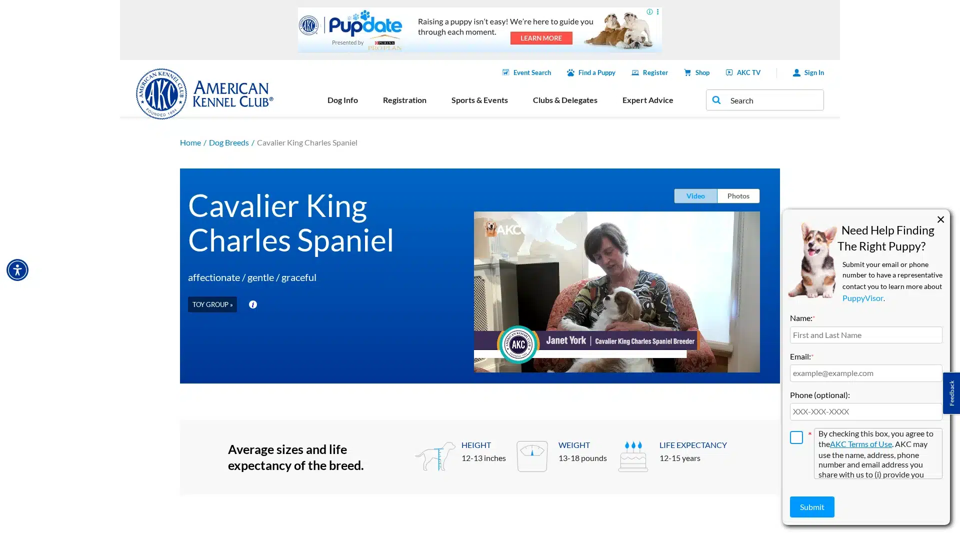 Cavalier King Charles Spaniel