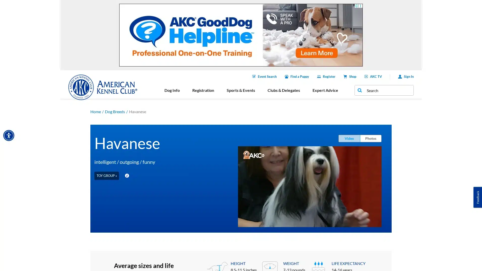 Havanese
