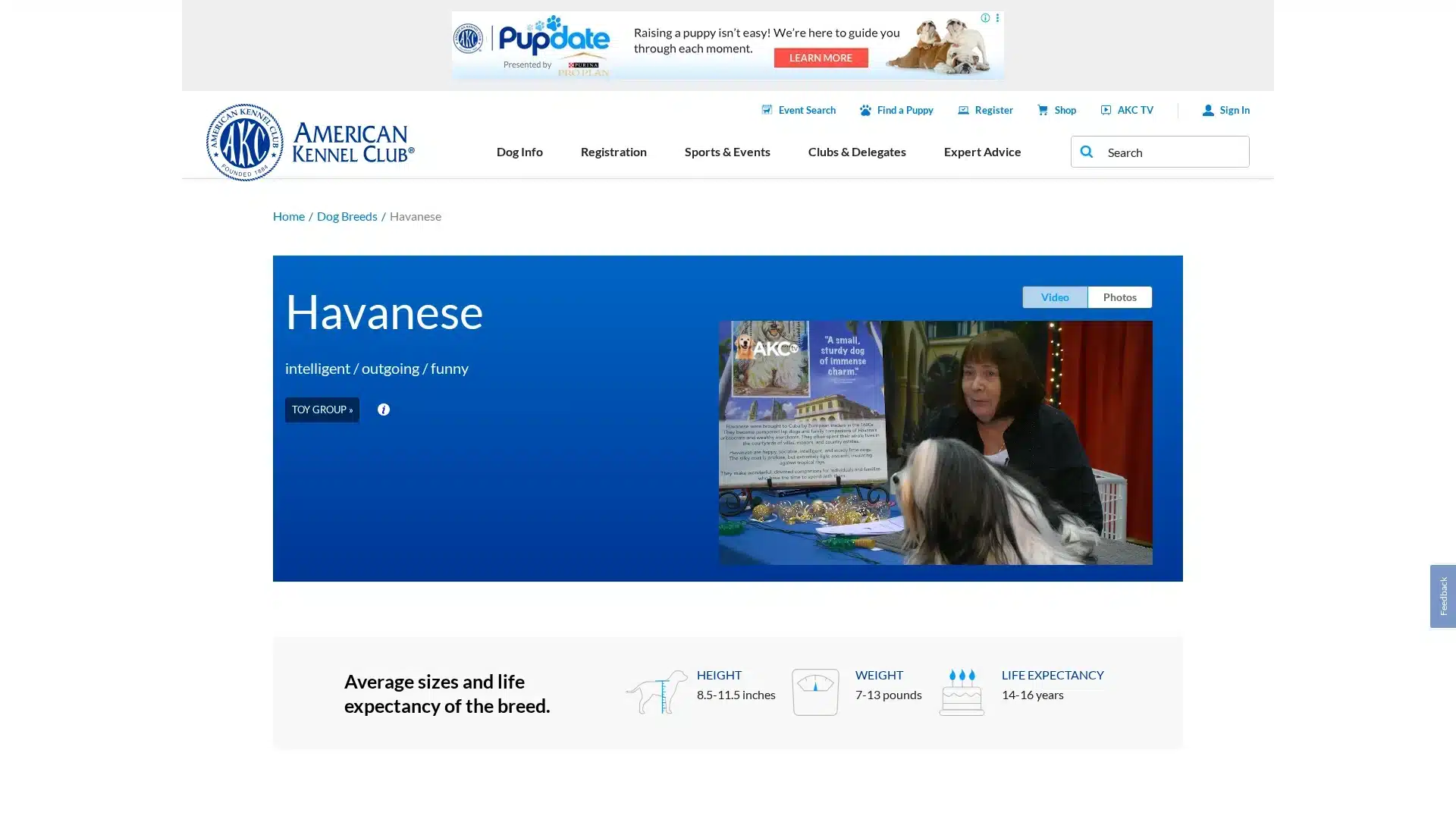 Havanese