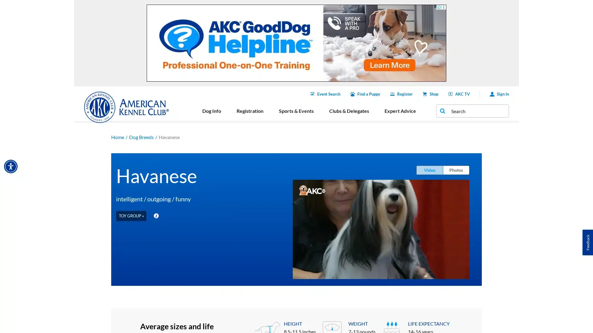 Havanese