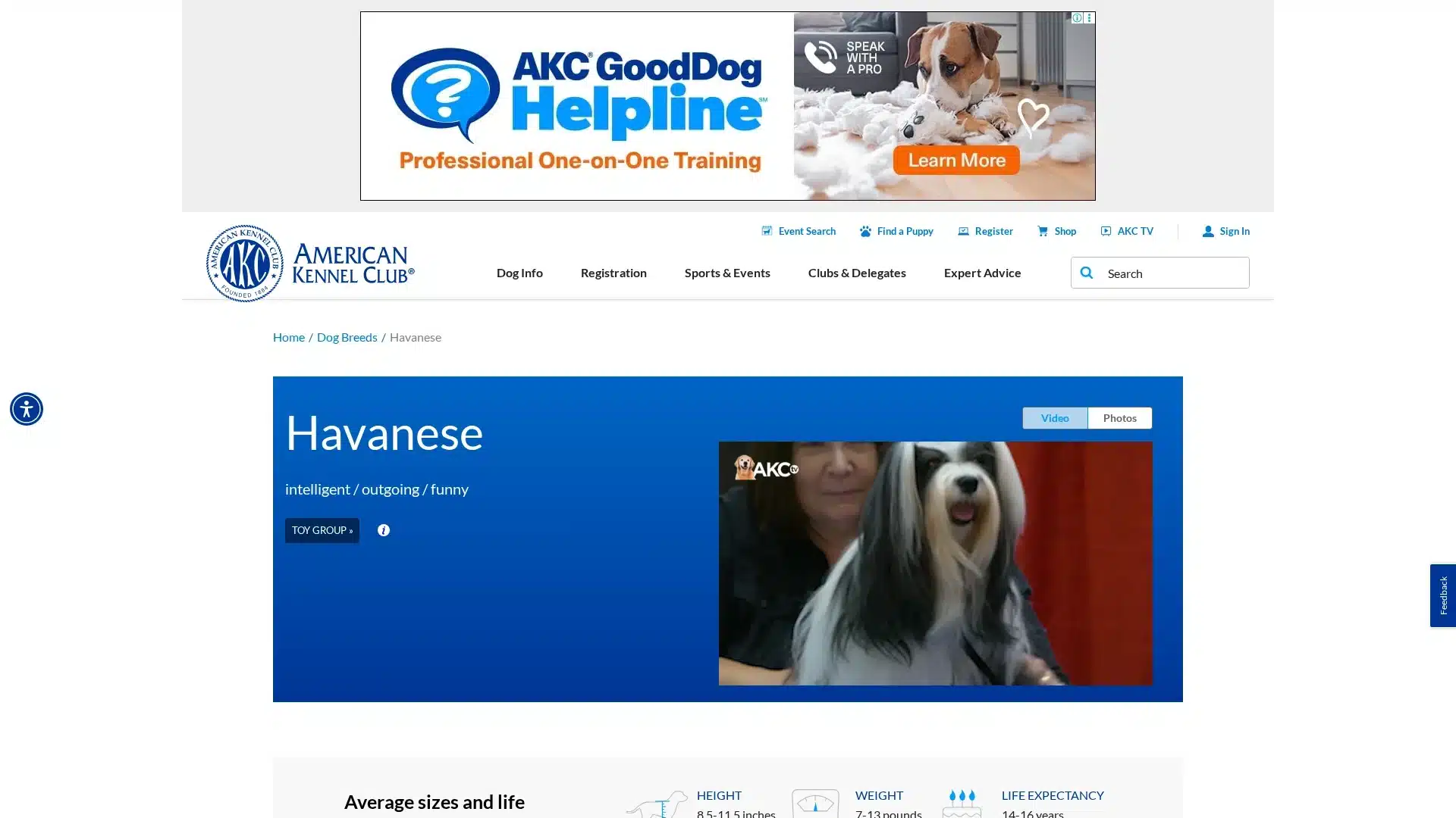 Havanese