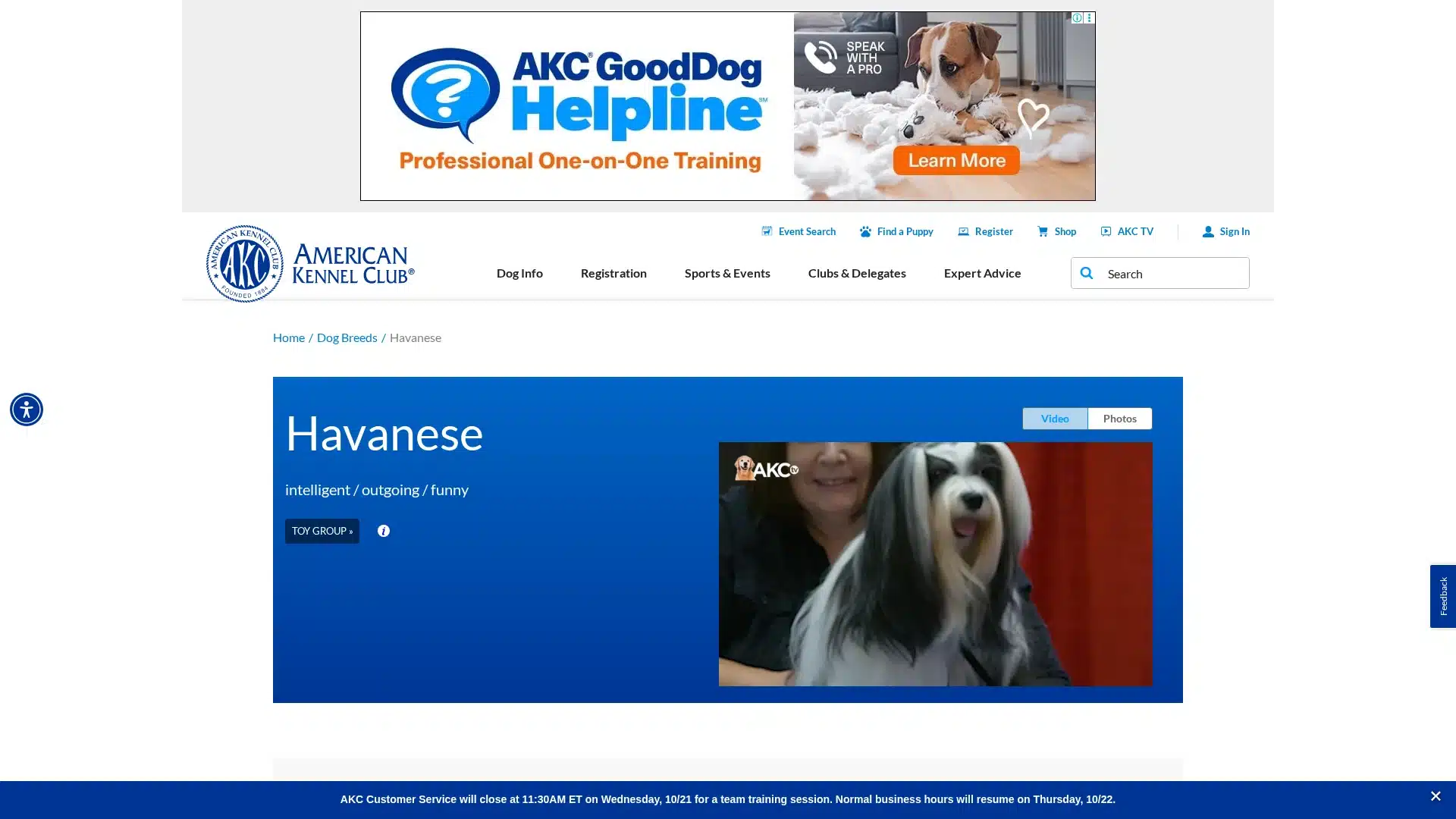 Havanese