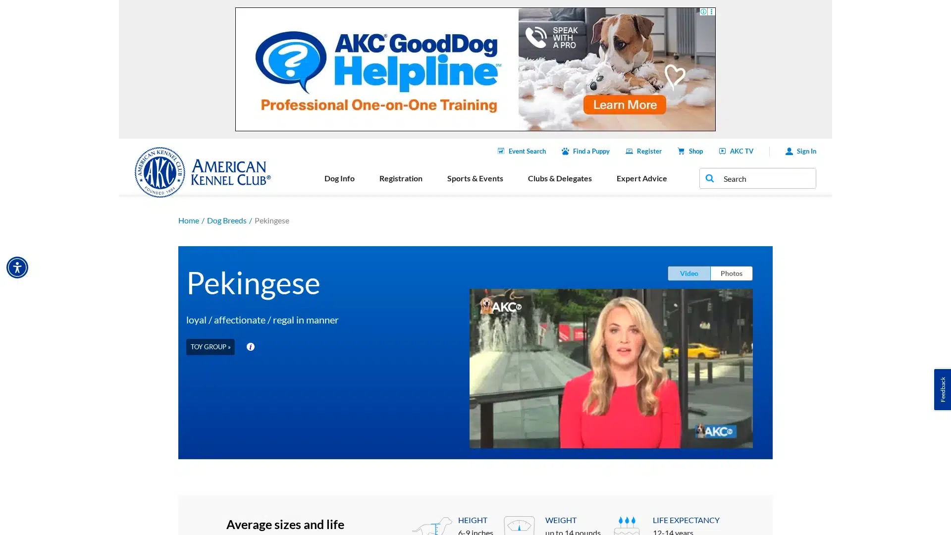 Pekingese