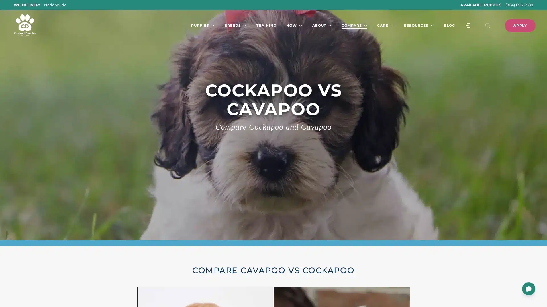Cockapoo