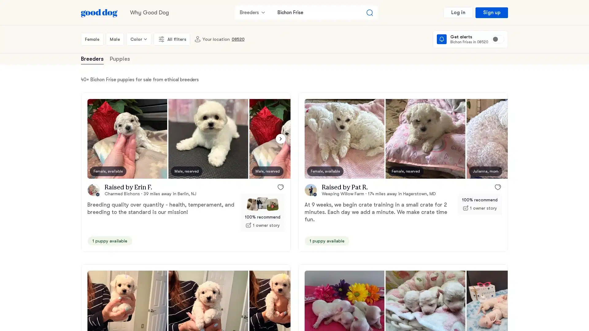 Bichon Frise