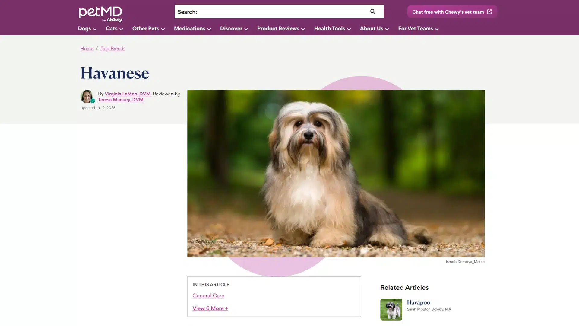 Havanese puppy