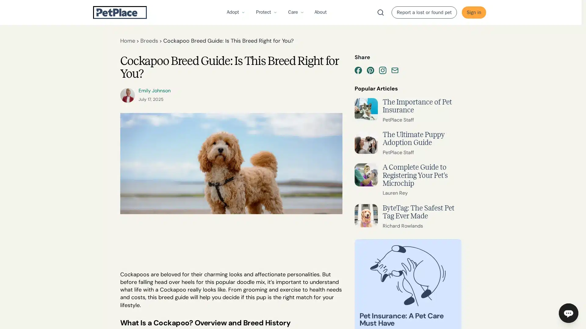 Cockapoo