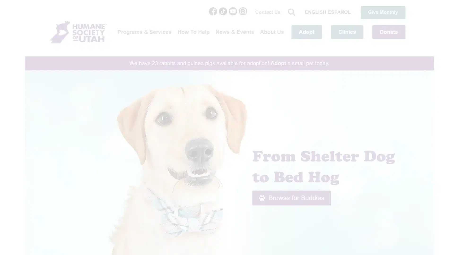 Utah dog shelters and rescues
